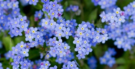 What To Grow In Your State This May Planting Flowers Plants Blue