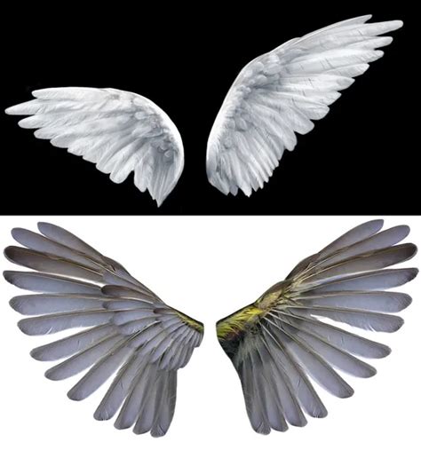 Two Wings Stock Photo By ©lilunli 2475967