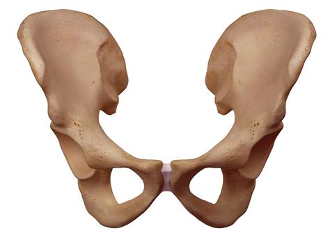 Human Hip Bone Photograph By Sebastian Kaulitzkiscience Photo Library