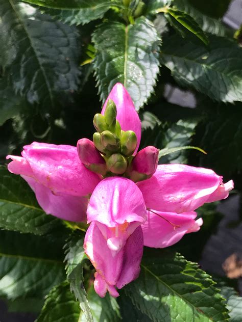 Sep 21, 2021 · because maybe, somewhere in the greater manchester area, you just know noel is having a nice laugh about how his potato brother is incapable of handling a simple rotorcraft. Chelone 'Hot Lips' - Falls Village Flower Farm
