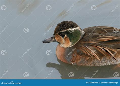 A Stunning Male Baikal Teal Duck Sibirionetta Formosa Swimming On A