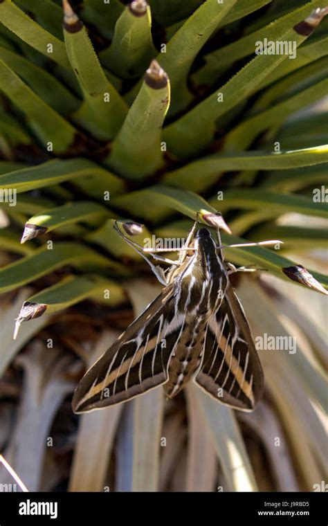 Sphinx Moth On Yucca In The Mojave Desert California Stock Photo Alamy