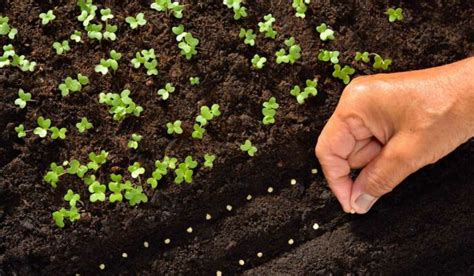 How To Plant A Seed Step By Step All You Need To Know