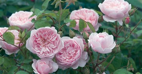 Notable stars in the movie included jayne mansfield phyllis diller. Englische Rose 'Wisley 2008'. Rosa 'Wisley 2008 ...