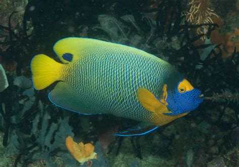 Blueface Angelfish Pomacanthus Xanthometopon Bali Wildlife