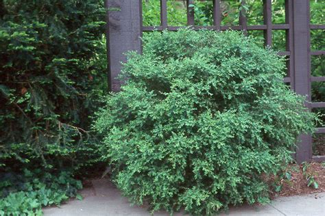 Buxus Microphylla Var Koreana Wintergreen Landscape Plants