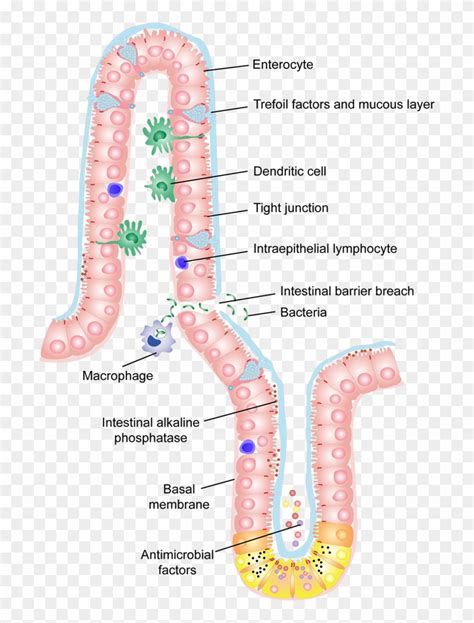 Intestinal Epithelial Barrier Hd Png Download 700x10254859211