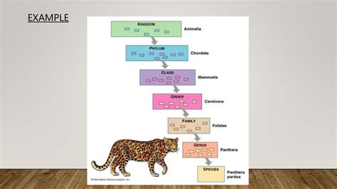 Diversity In Living Organisms The Hierarchy Of Classification Groups