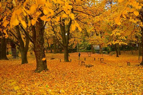 3840x2160px Free Download Hd Wallpaper Autumn Trees Park Fall