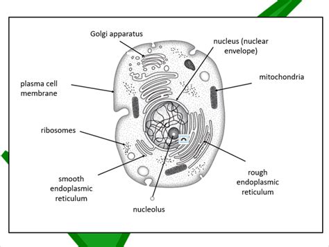 Eukaryotic Cells Edexcel Int A Level Biology Teaching Resources