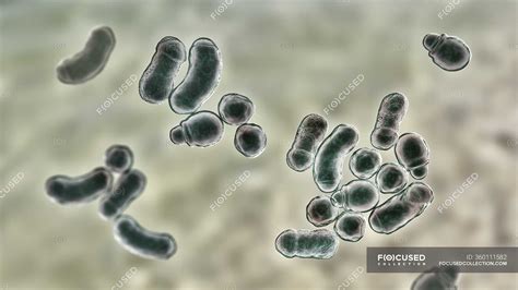 Malassezia Skin Fungus Computer Illustration — Versicolor Microbe