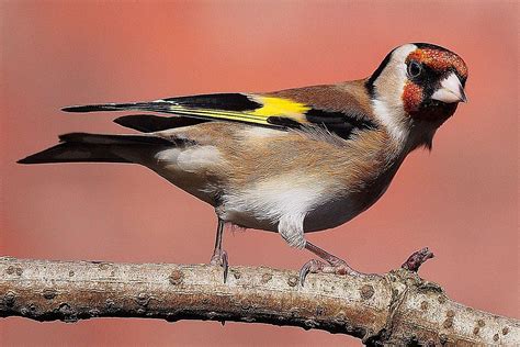 Finches Or Sparrows Bird Identification Tips