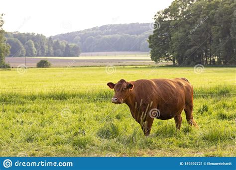 Agriculture And Livestock Grazing Cow In The Pasture Nature Green