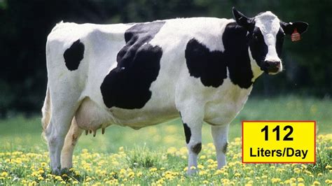 Highest Milk Producing Cattle Breeds In The World 10 Best Milking