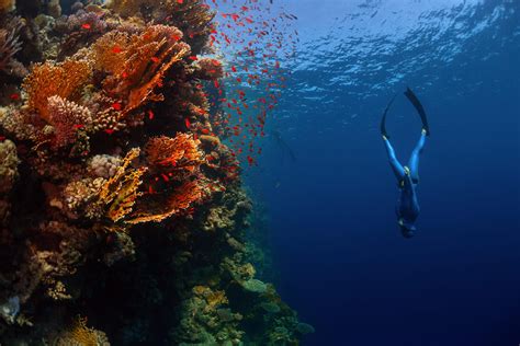 Guide To Fun Diving For Freedivers