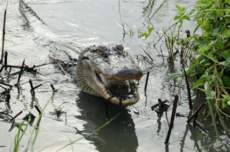 Alligator Swamps Are Rife With Monogamy Wired