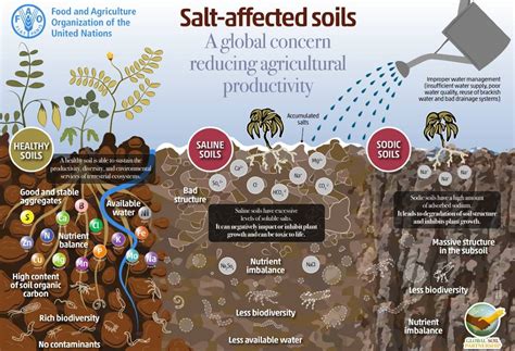 Salt Affected Soils A Global Concern Reducing Agricultural Productivity