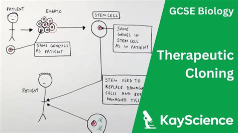 Therapeutic Cloning Gcse Biology Youtube