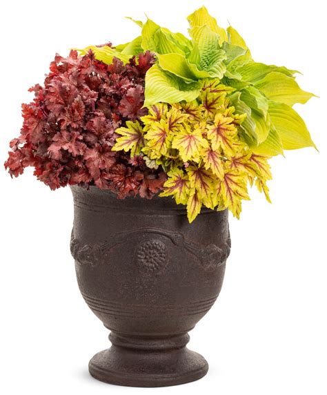 7 Mixed Container Ideas Using Proven Winners Perennials Walters