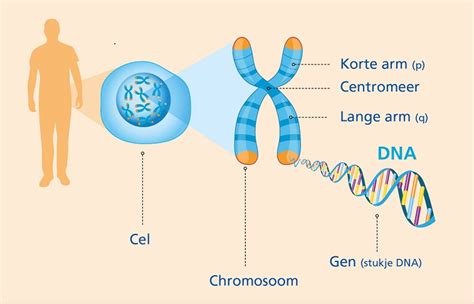 Dna Genen En Chromosomen Erfelijkheidnl