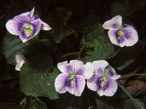 Viola Violaceae Image 13582 At