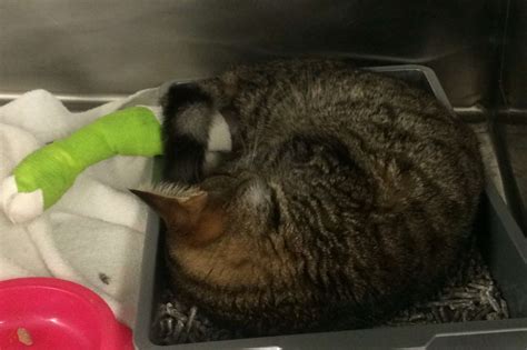 Rspca Appeals For Help After A Cat Was Found Caught In A Trap In A
