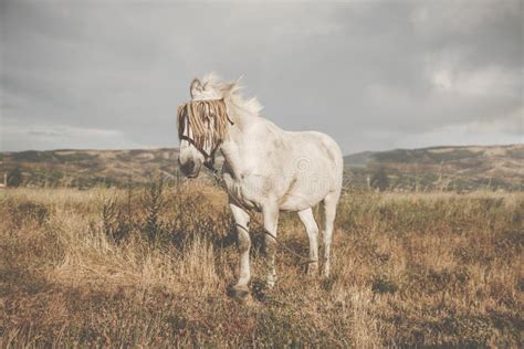 Beautiful Horse In The Pasture Stock Image Image Of Pasture Mountain