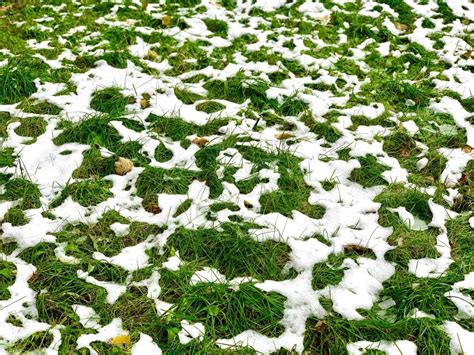 Top 5 Winter Lawn Care Tips Yard Advancement