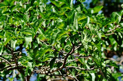 Ficus Sycomorus Tree Sa