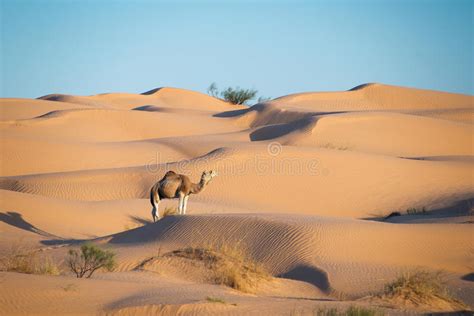 Camel In The Sand Dunes Desert Of Sahara Stock Image Image Of Sahara
