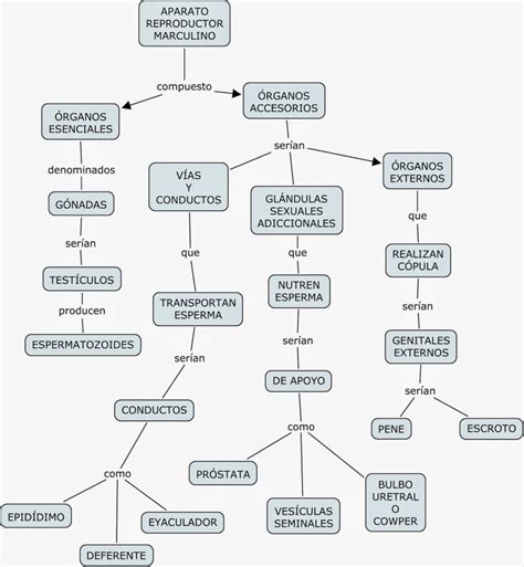 Mapa Mental Sistema Reproductor Xili