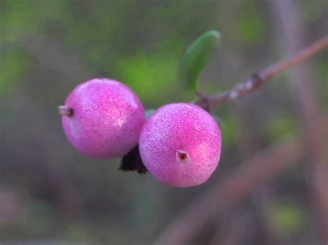 Pink Snowberries Symphoricarpos Schneebeeren Rotraud Weiss Flickr