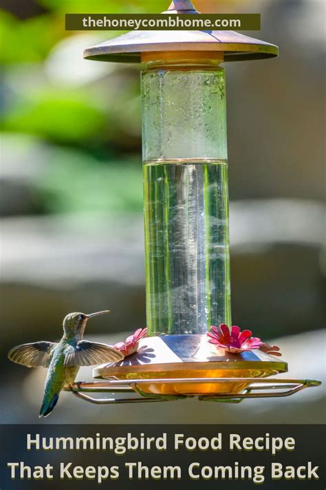 Homemade hummingbird food vs store bought. Hummingbird food recipe in 2020 | Hummingbird food, Bird ...