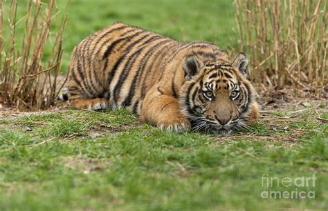 Tiger Cub Lying Down Photograph By Philip Pound