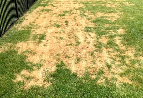 Common Lawn Issues