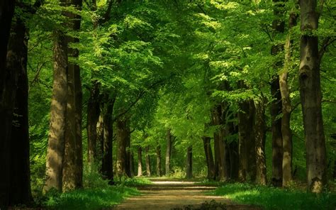 배경 화면 녹색 숲 나무 경로 1920x1200 Hd 그림 이미지