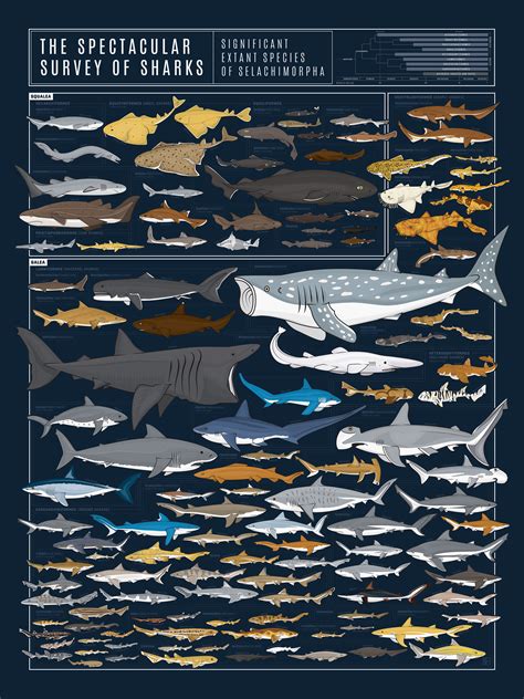 Chart With Almost 130 Species Of Shark Drawn To Scale Rthedepthsbelow