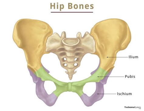 Hip Bone Coxal Bone Anatomy Location Functions And Diagram