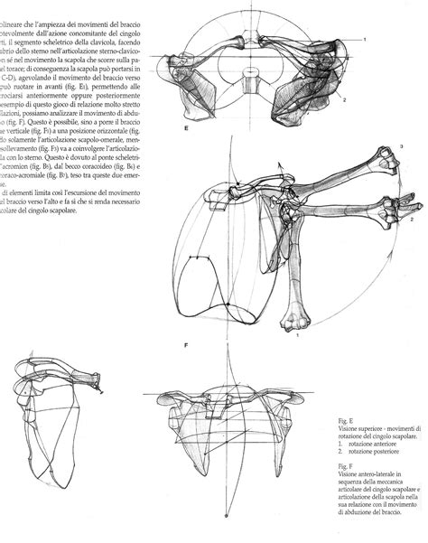 Pin By Timur Mutsaev On Human Anatomy Anatomy Bones Human Anatomy