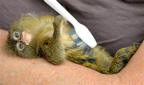 This Pygmy Marmoset Cant Get Enough Of Her Toothbrush Massages