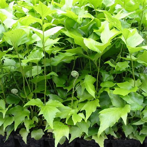 Check spelling or type a new query. Cyrtomium falcatum - Japanese Holly Fern (3.5" Pot ...