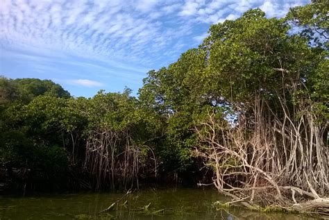 La Mangrove Cest Quoi Port Ocean Green