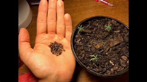 How To Stratifygrow Pine Trees From Seeds Youtube