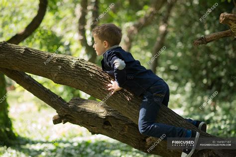 Little Boy Climbing Tree In Sunlight — Child Freedom Stock Photo