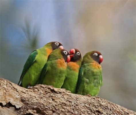 Lovebird Penjelasan Klasifikasi Dan Jenisnya