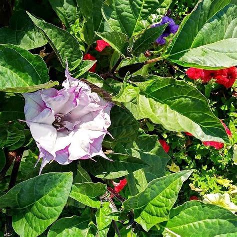 5 Rare Organic Datura Purple Double Flower Seeds Annual Etsy