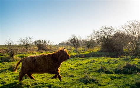 Scottish Highlander Cow Fast Running Away From The Photographer Stock