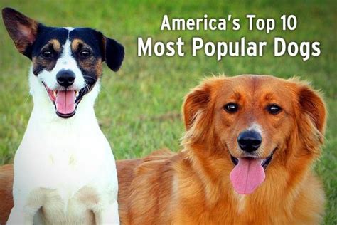 Americas Top 10 Most Popular Dogs Slideshow Most Popular Dog Breeds