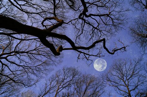 Moonlight Stars Trees Sky Free Stock Photo Public Domain Pictures