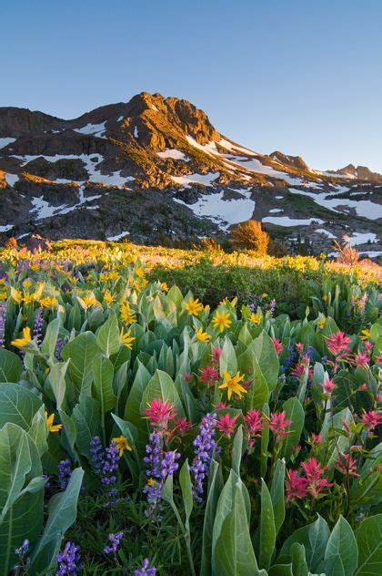70 Best Wildflowers Of The Sierra Nevada Images Sierra Nevada Wild
